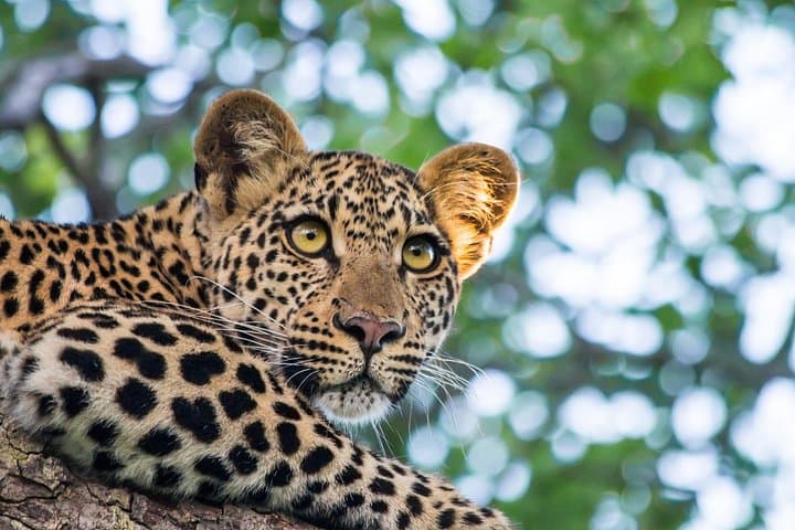 Ella to Yala Safari with Southern Coast Drop — Full-Day Wildlife Tour photo 1