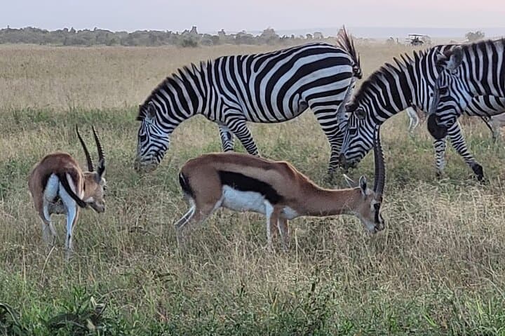 Budget Private Safari to Masai Mara Kenya: Two-Day Wildlife & Cultural Experience