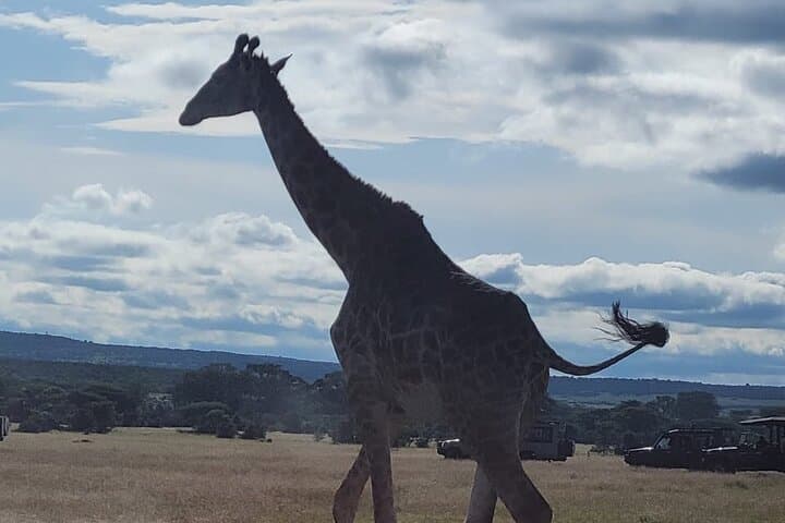Budget Private Safari to Masai Mara Kenya: Two-Day Wildlife & Cultural Experience photo 2