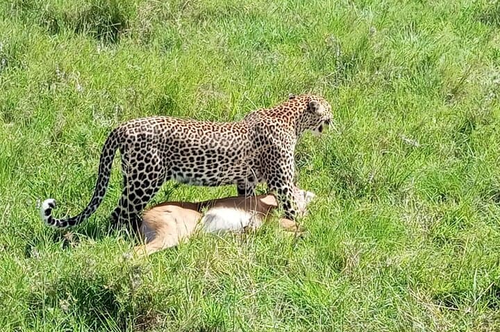 Budget Private Safari to Masai Mara Kenya: Two-Day Wildlife & Cultural Experience photo 5