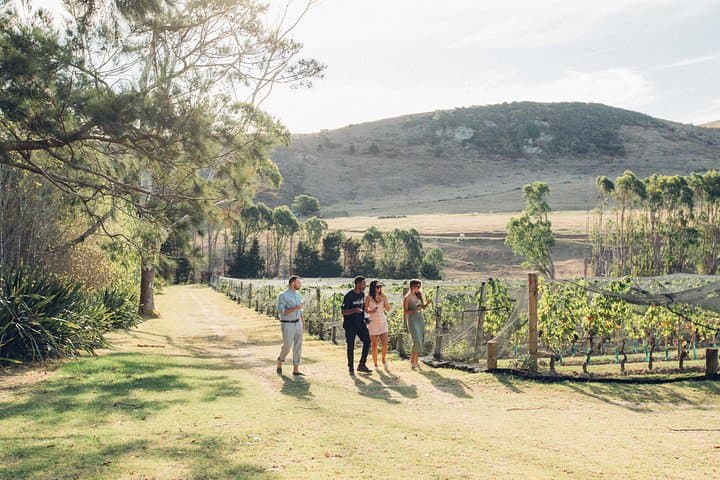 Waiheke Island Wine Tour: Scenic Vineyards, Tastings & Rangitoto Views photo 2