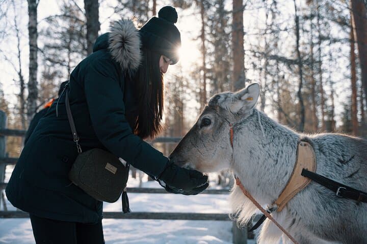 Reindeer Sled Ride in Levi with Professional Photographer — Lapland Experience photo 3