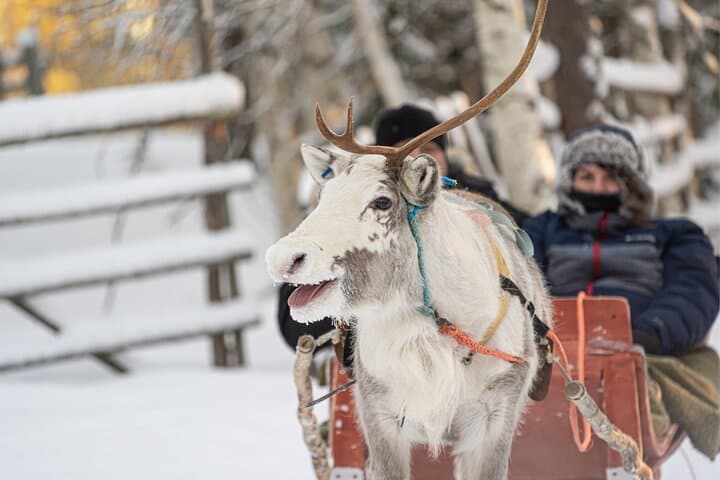 Reindeer Sled Ride in Levi with Professional Photographer — Lapland Experience