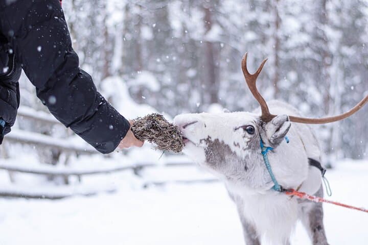 Reindeer Sled Ride in Levi with Professional Photographer — Lapland Experience photo 5