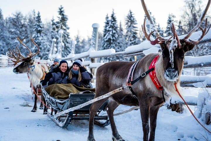 Reindeer Sled Ride in Levi with Professional Photographer — Lapland Experience photo 4