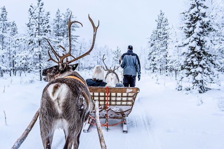 Reindeer Sled Ride in Levi with Professional Photographer — Lapland Experience photo 2