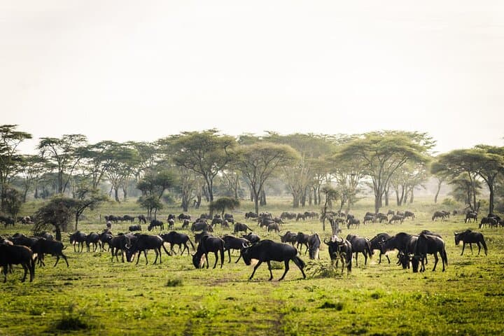 6-Day Great Migration Safari — Serengeti, Ngorongoro & Tarangire photo 4