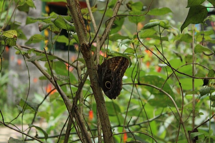 Jacó Rainforest Aerial Tram: Canopy Views, Butterfly & Medicinal Gardens photo 6