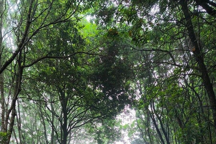 Anaga VIP Tour — Forests, Peaks and Sea in Tenerife's Lost World