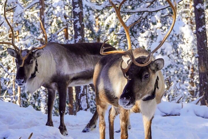Private Reindeer Experience Near Helsinki — Reindeer Feeding & Finnish Kota