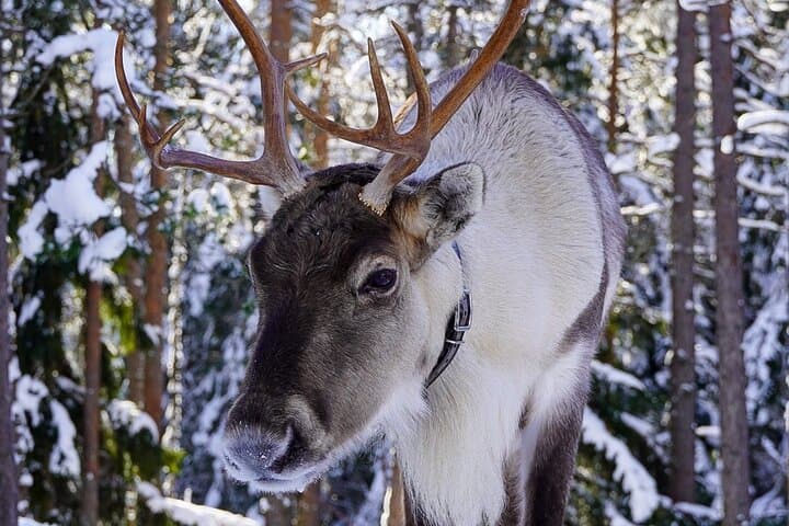 Private Reindeer Experience Near Helsinki — Reindeer Feeding & Finnish Kota photo 4