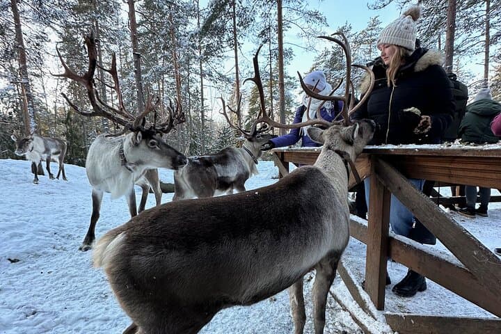 Private Reindeer Experience Near Helsinki — Reindeer Feeding & Finnish Kota photo 3