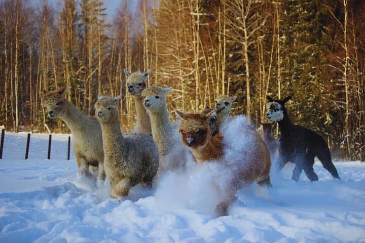 Private Alpaca Forest Walk and Feeding Near Helsinki photo 3