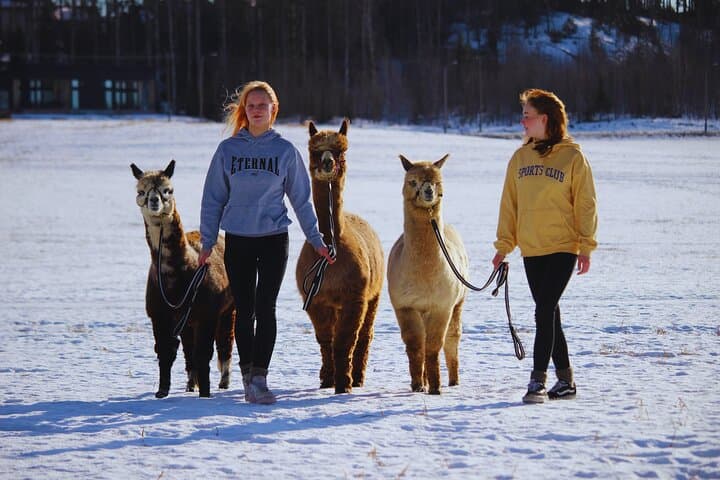 Private Alpaca Forest Walk and Feeding Near Helsinki