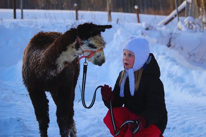 Private Alpaca Forest Walk and Feeding Near Helsinki photo 5