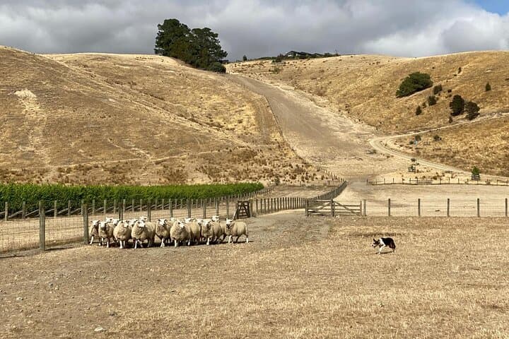 Marlborough Sheep Station Tour: Sheepdogs, Vineyard Lunch & Chocolate Stop