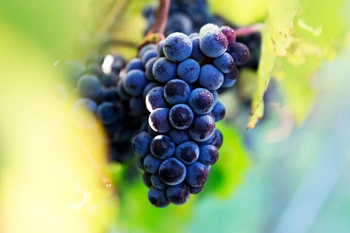 Marlborough Sheep Station Tour: Sheepdogs, Vineyard Lunch & Chocolate Stop photo 4