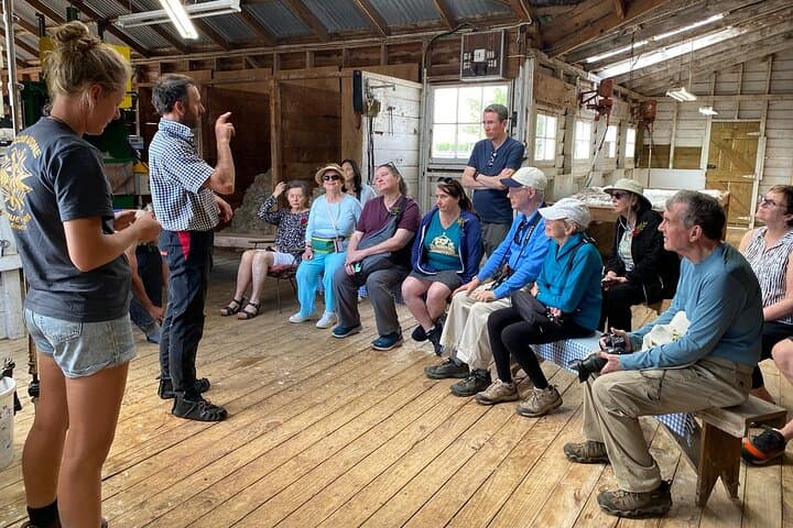 Marlborough Sheep Station Tour: Sheepdogs, Vineyard Lunch & Chocolate Stop photo 6