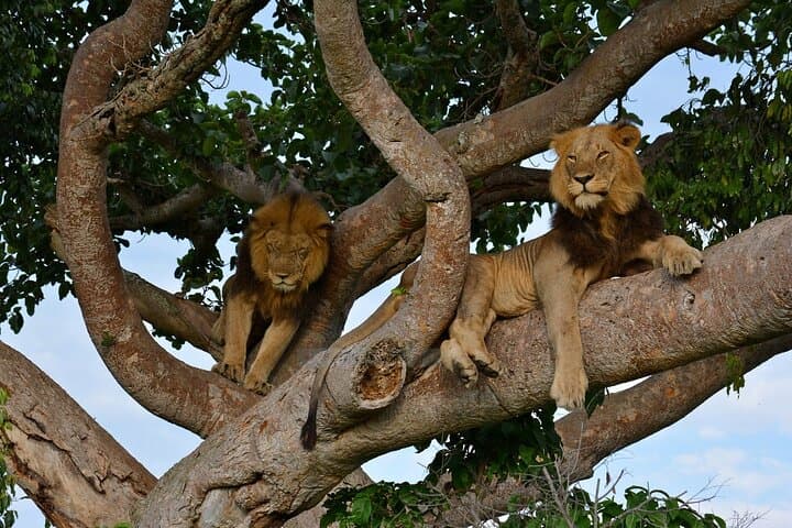 3-Day Queen Elizabeth National Park Safari: Big Five, Kazinga Cruise & Chimp Trek