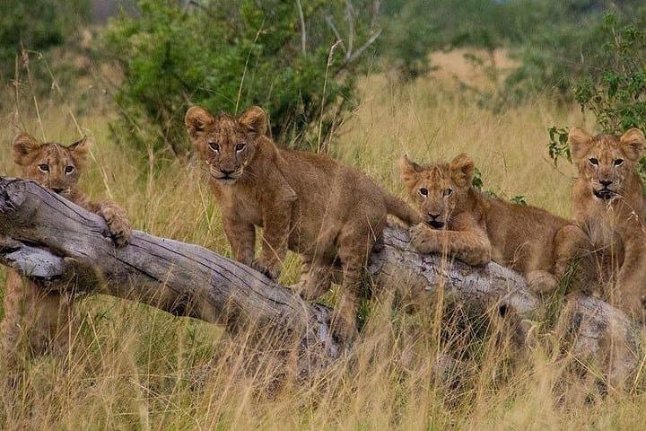 7-Day Uganda Gorilla and Wildlife Safari — Bwindi, Kibale, Queen Elizabeth & Murchison photo 4