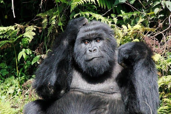 7-Day Uganda Gorilla and Wildlife Safari — Bwindi, Kibale, Queen Elizabeth & Murchison photo 1