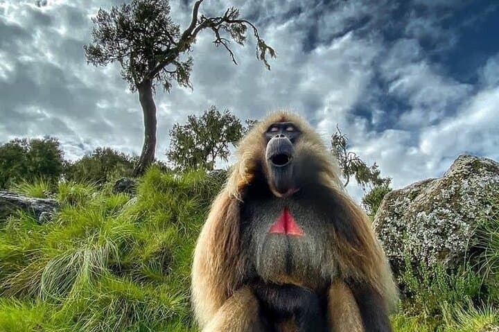 3-Day Hiking & Relaxation Loop from Addis Ababa: Menagesha, Debre Libanos & Wenchi Crater Lake photo 3