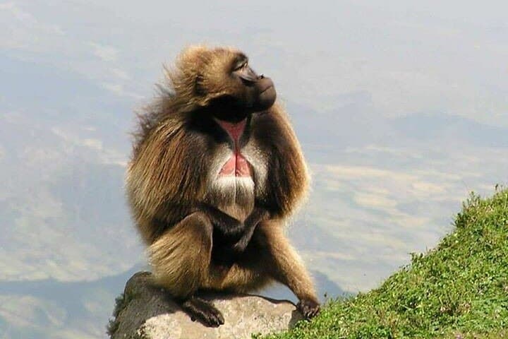 3-Day Hiking & Relaxation Loop from Addis Ababa: Menagesha, Debre Libanos & Wenchi Crater Lake photo 5
