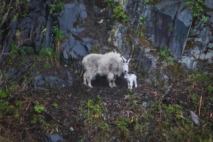 Glacier Quest Cruise from Whittier — Blackstone Bay Glaciers & Wildlife photo 5