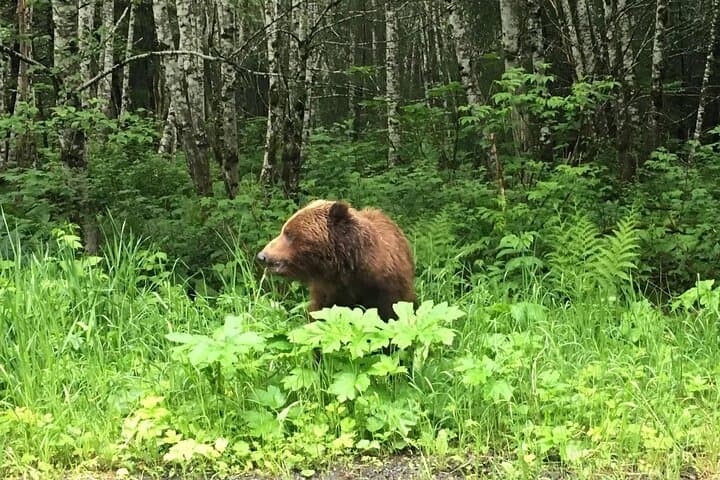 Chichagof Island 2-Hour Guided Driving Tour from Hoonah photo 2