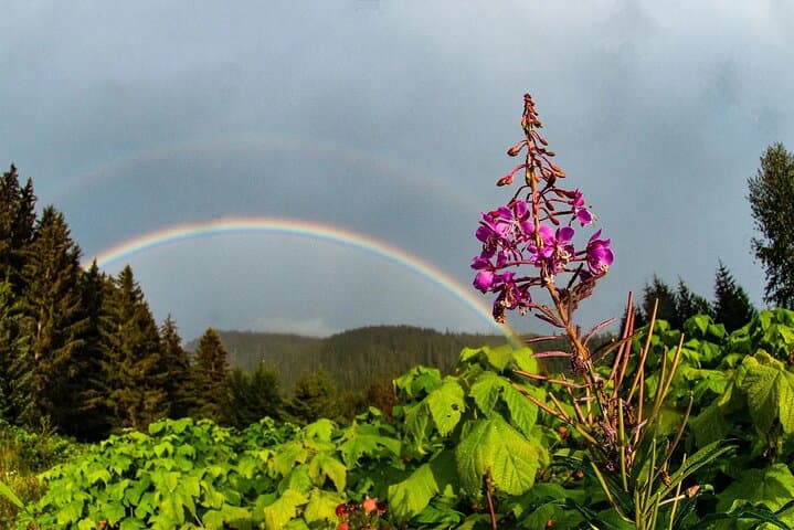 Chichagof Island 2-Hour Guided Driving Tour from Hoonah photo 3