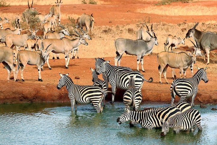 Tsavo Red Elephants and Nyali Beach: 2-Day Private Safari & Shore Escape photo 4