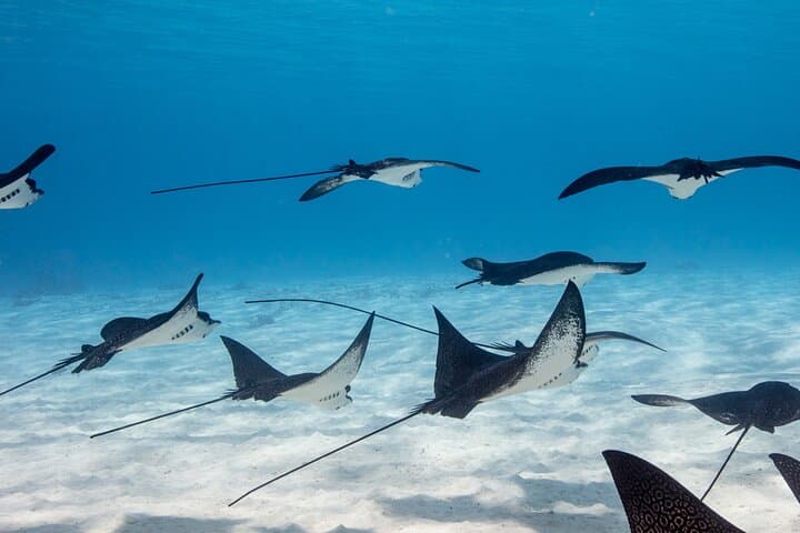 Private Bora Bora Lagoon Snorkel Tour — Half-Day Reef Discovery photo 6