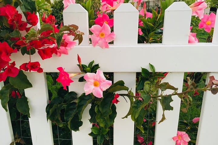 Santa Monica Garden Paths and Architectural Gems — Private Urban Expedition