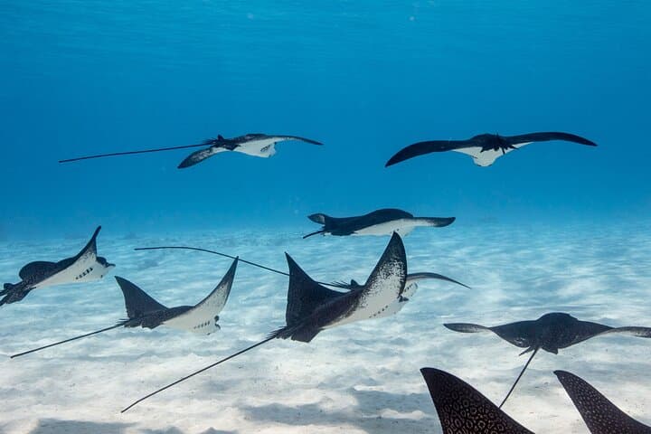 Bora Bora Luxury Water Lunch & Snorkel Cruise — Private Lagoon Experience photo 5