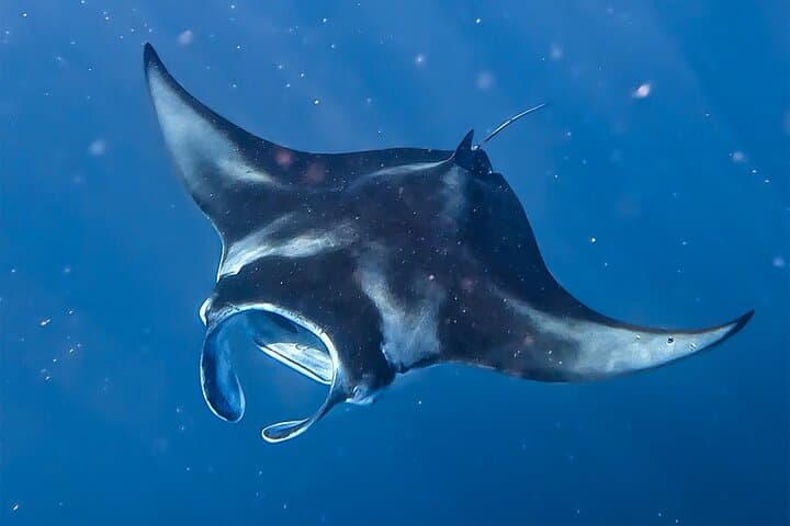Private Lagoon Snorkel and Water Lunch in Bora Bora — Reef Discovery Tour photo 6