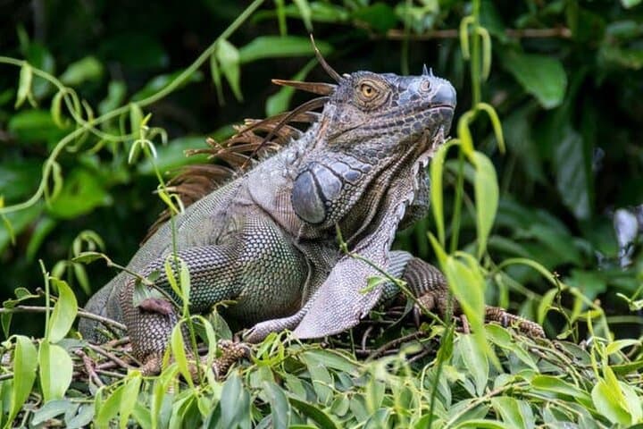 Silent Canoe Tour Through Tortuguero Canals — Rainforest Wildlife Exploration photo 4