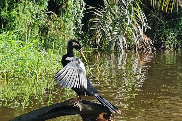 Silent Canoe Tour Through Tortuguero Canals — Rainforest Wildlife Exploration photo 6