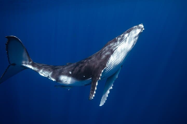 Golden Hour Kayak and Whale Watch — Turtle Town Paddle at Sunset photo 2