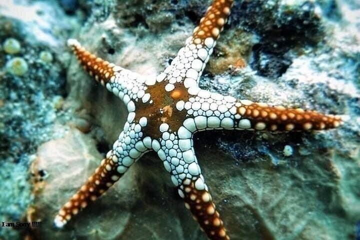 Safari Blue Zanzibar: Dhow Sailing, Snorkeling & Seafood Feast in Menai Bay photo 3