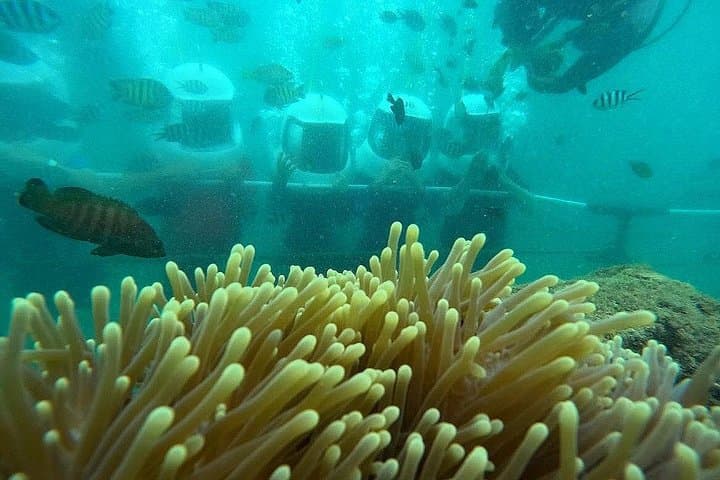 Dreamer Island Snorkel, Seawalk & Watersports — Kota Kinabalu Day Trip photo 4