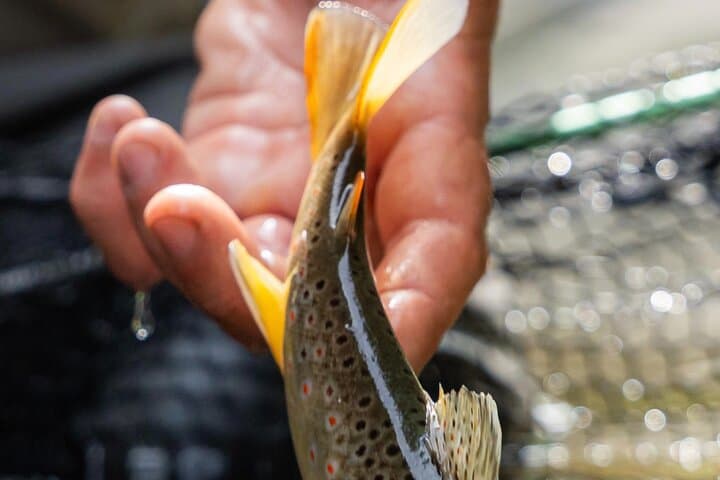 Ligurian Alps Fly Fishing: Valle Argentina Trout and Mountain Village Tastings photo 3