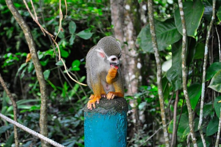 Damajagua Waterfalls & Monkey Encounter Shore Excursion — Puerto Plata Adventure