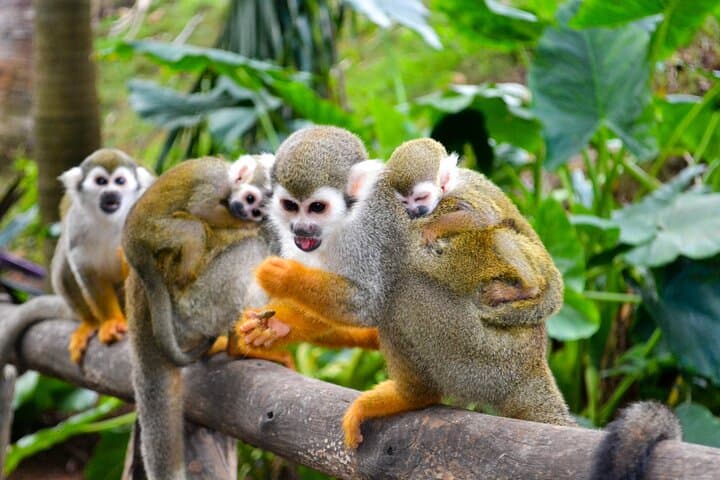 Damajagua Waterfalls & Monkey Encounter Shore Excursion — Puerto Plata Adventure photo 2