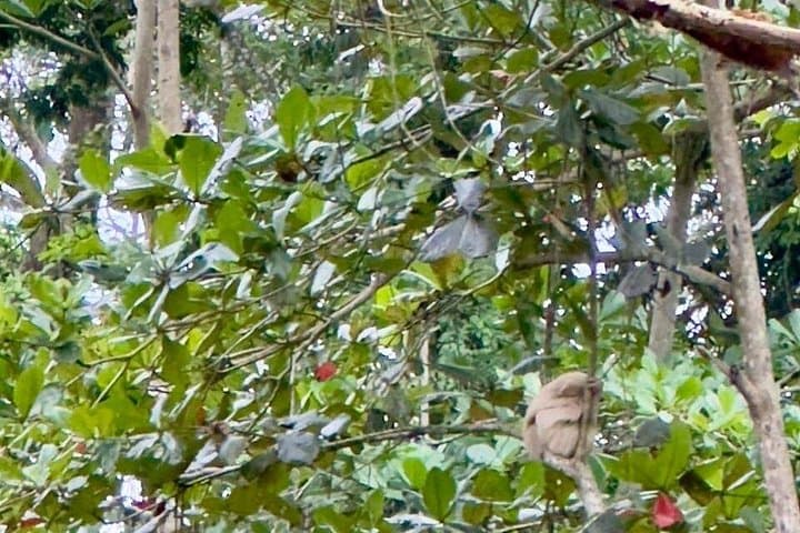 Sloths & Limón Highlights — Cahuita Wildlife and Caribbean Culture Tour photo 2