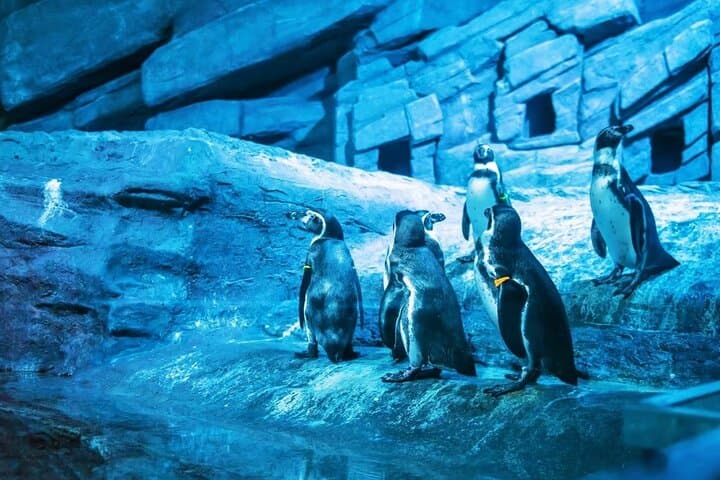 Phuket Aquaria & AR Trickeye Museum Ticket — Aquarium Tunnel and 3D Photo Museum Guide photo 3