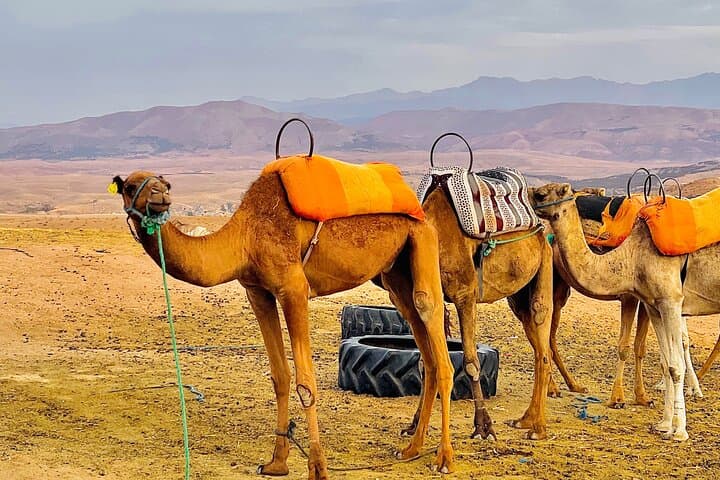 Sunset Camel Ride and Traditional Dinner in the Agafay Desert — Marrakech Evening Escape