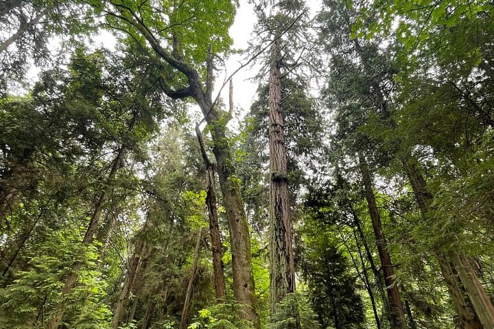 Guided Oceanside Hike in Stanley Park — Coastal Rainforest, Seawall & Wildlife photo 6