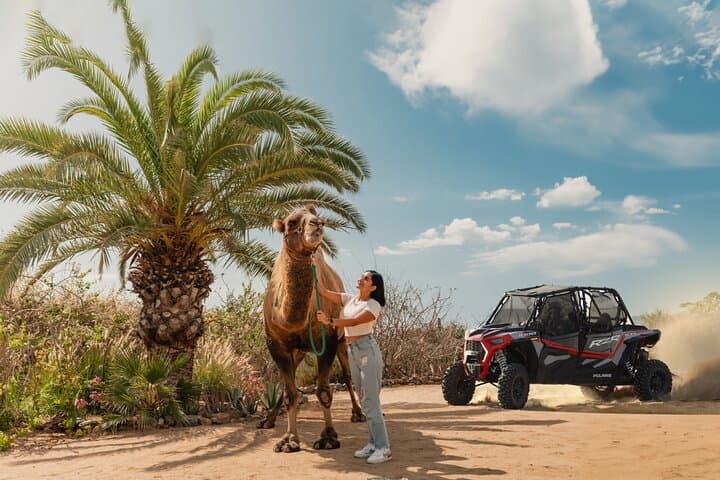 Los Cabos UTV and Camel Combo: Dune Runs, Beach Drives & Tequila Tasting