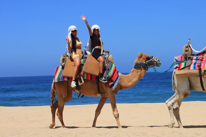 Camel Safari and Tequila Tasting at Migriño Beach — Los Cabos Outback Ride