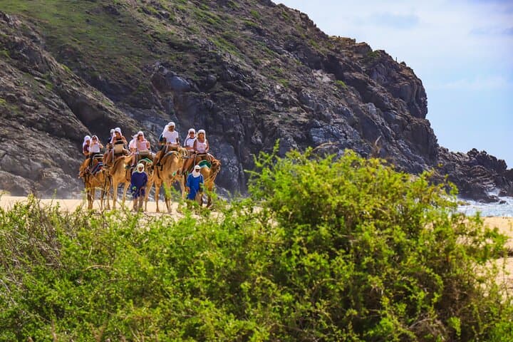 Camel Safari and Tequila Tasting at Migriño Beach — Los Cabos Outback Ride photo 2